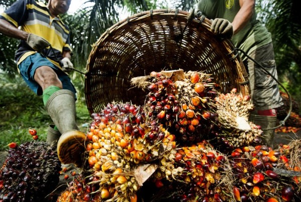 la polémica del aceite de palma