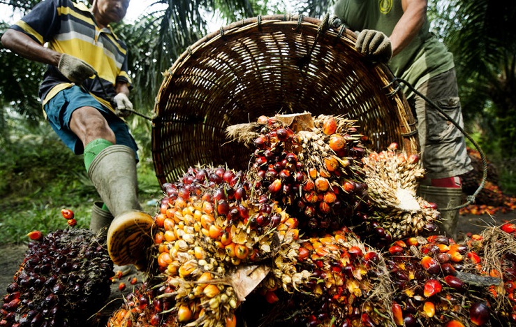 la polémica del aceite de palma